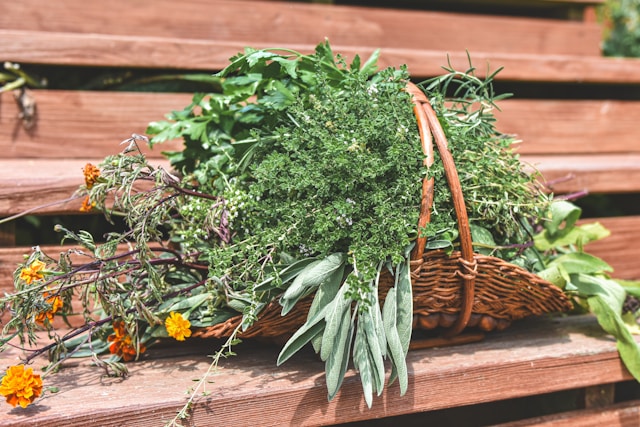 Ziołolecznictwo – mądrość natury